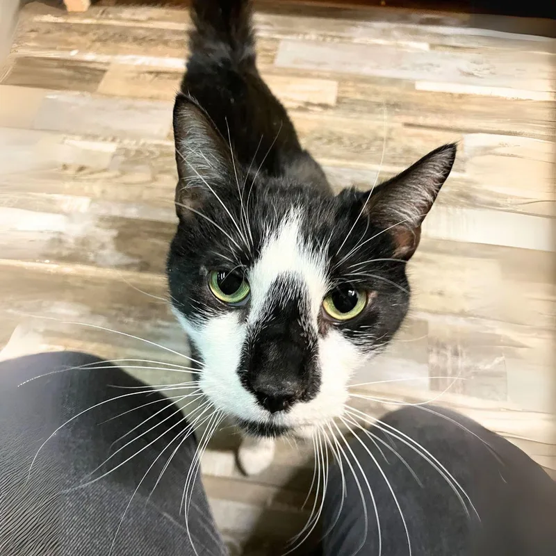 Spider Man thumbnail 2