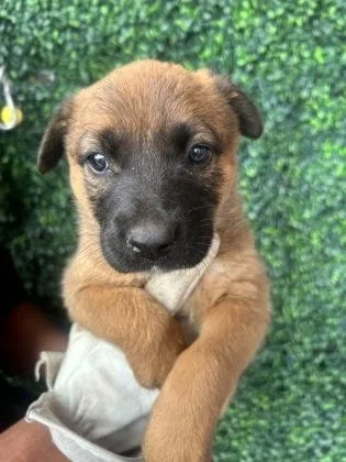 A baby small-sized female Brown / Chocolate Shepherd dog named 60783652 for adoption in El Paso, TX