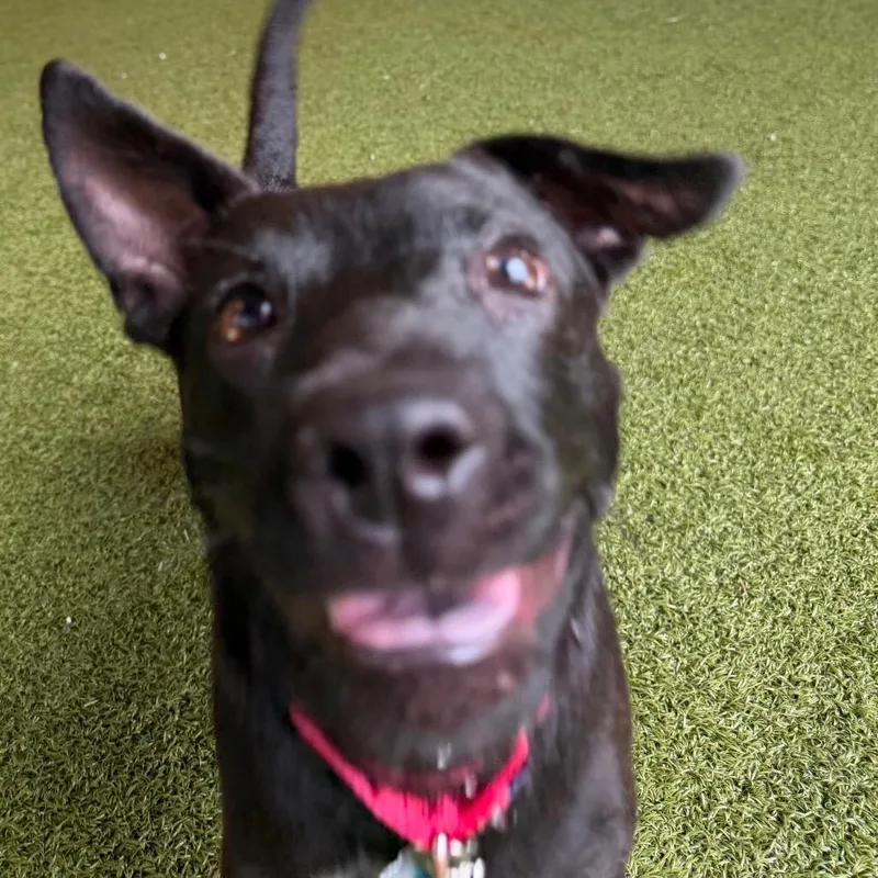 A young medium-sized female Black Patterdale Terrier / Fell Terrier dog named Velvet for adoption in West Palm Beach, FL