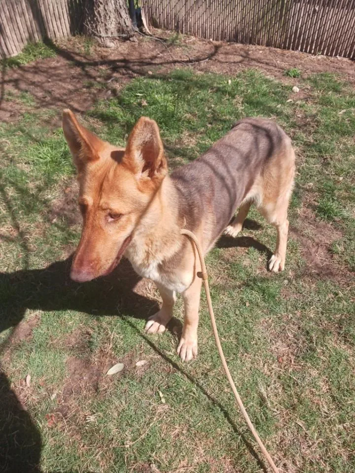 Canela