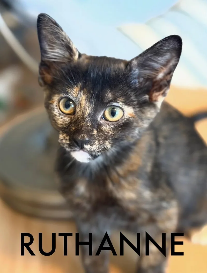A baby medium-sized female Domestic Medium Hair cat named Ruthanne for adoption in Collierville, TN