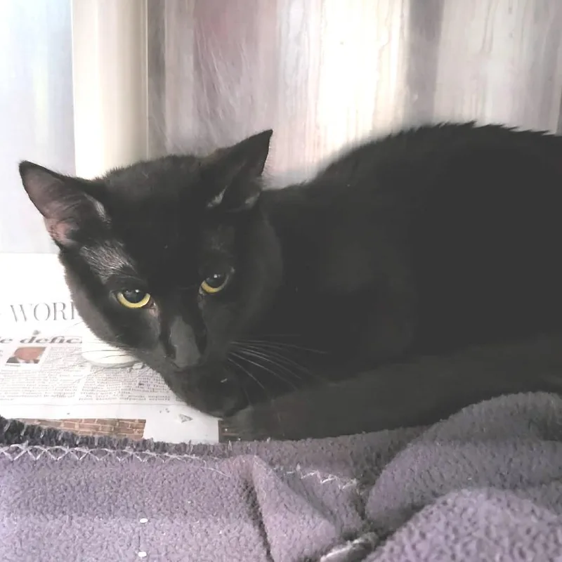A young medium-sized male Black Domestic Short Hair cat named Tiger for adoption in Belleville, IL