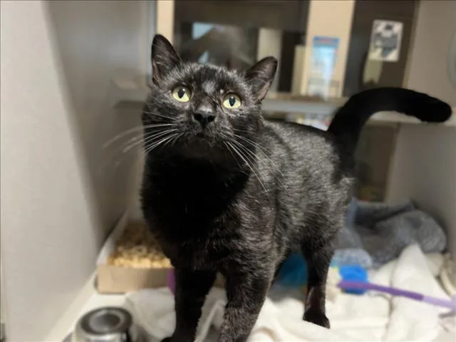 A young small-sized male Domestic Short Hair cat named Happy Pear for adoption in Chapel Hill, NC