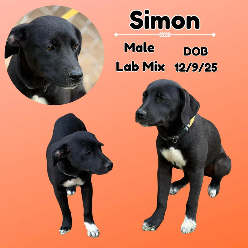A baby medium-sized male Black Labrador Retriever dog named Simon for adoption in Caldwell, TX