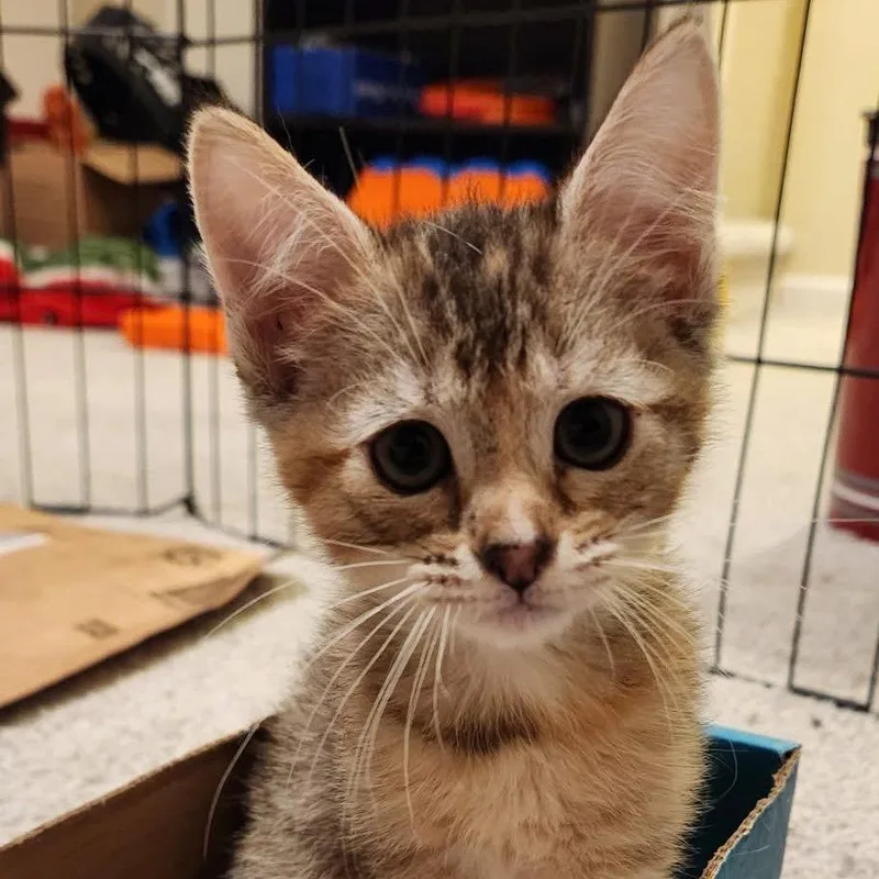 A baby small-sized female Brown / Chocolate Domestic Short Hair cat named Tildy for adoption in Troy, IL