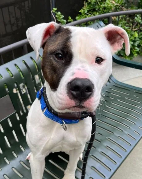 A young medium-sized female Pit Bull Terrier dog named Tilly for adoption in Palatine, IL