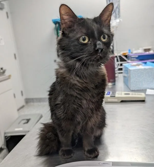 An adult medium-sized female Domestic Long Hair cat named Amelia for adoption in Des Moines, IA