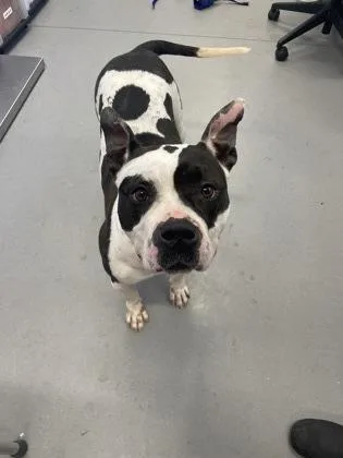 An adult large-sized female Mixed Breed dog named Bella fka Moo Moo for adoption in West Chester, PA