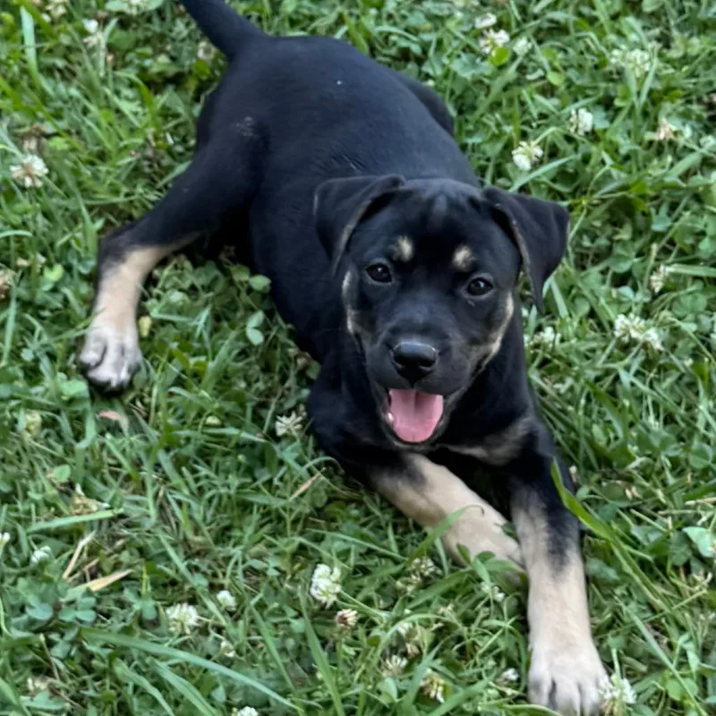 A baby small-sized female Brown / Chocolate Shepherd dog named Page for adoption in Chesapeake, VA