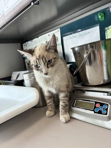 A young medium-sized female Domestic Short Hair cat named Parmesan for adoption in Salt Lake City, UT