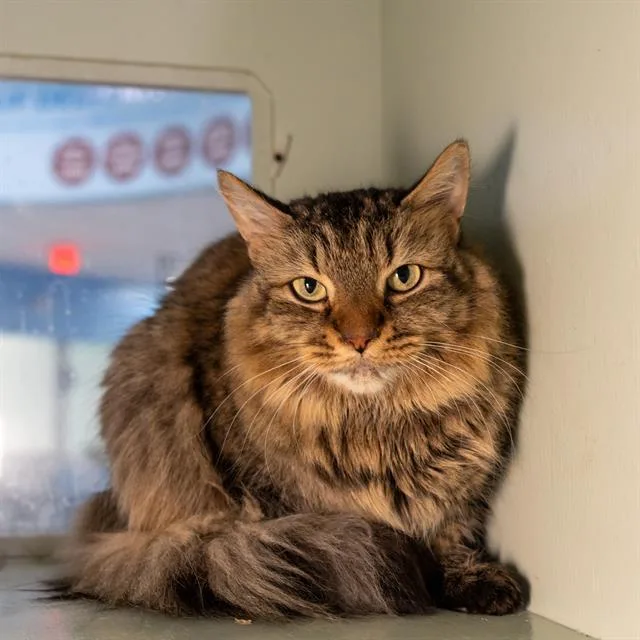 An adult medium-sized female Domestic Medium Hair cat named Lucky for adoption in Methuen, MA