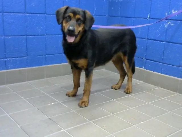 A young medium-sized female Rottweiler dog named Laya for adoption in Albuquerque, NM