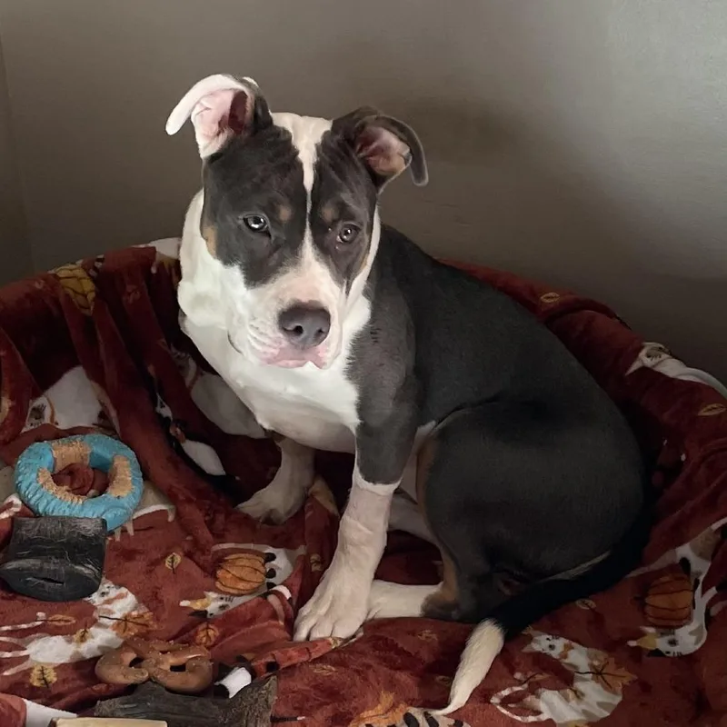 A young medium-sized female Mixed Breed dog named Blu for adoption in Allentown, PA