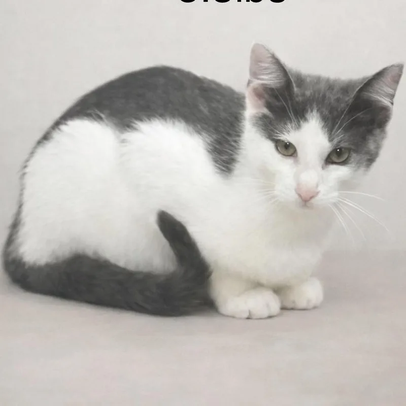 An adult medium-sized female White Domestic Short Hair cat named Swirly for adoption in Austin, TX