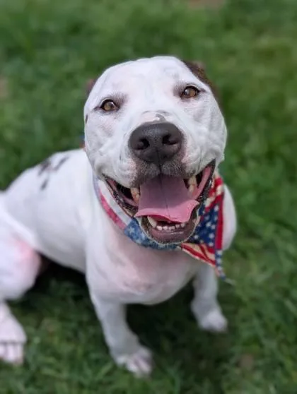 An adult medium-sized male Pit Bull Terrier dog named Bruno for adoption in Gulfport, MS