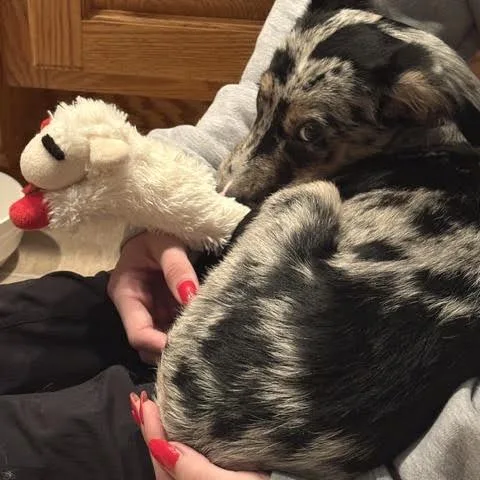 A baby medium-sized male Catahoula Leopard Dog dog named Crush D for adoption in Minnetonka, MN