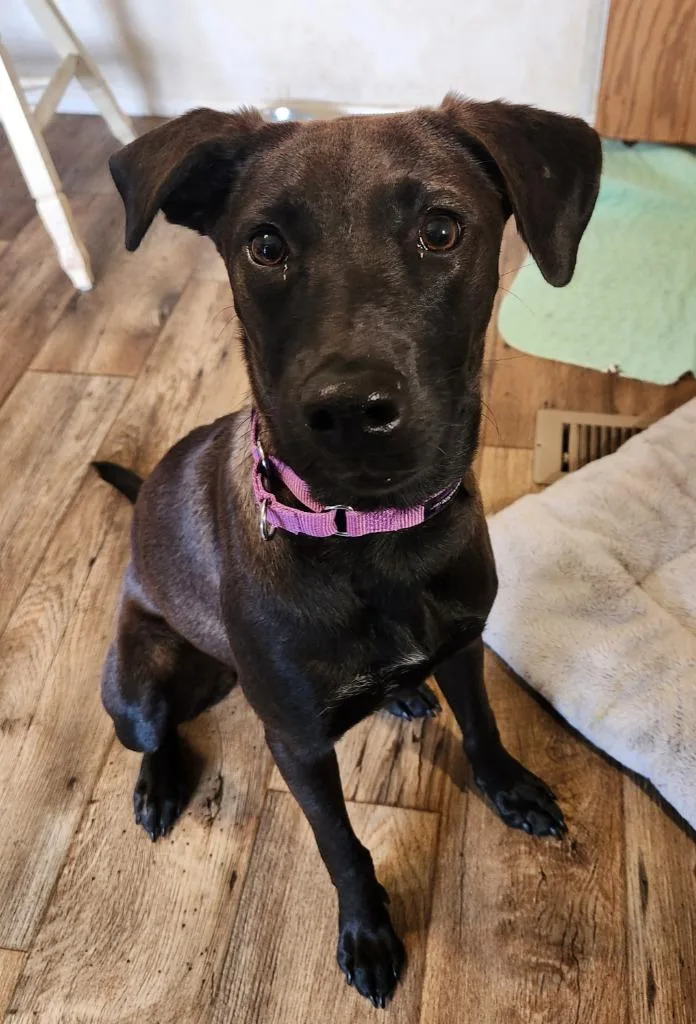 A baby medium-sized female Labrador Retriever dog named Stacie for adoption in Walnutport, PA