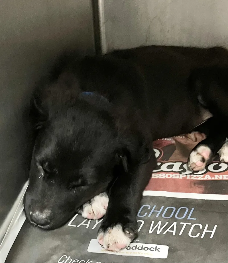A baby medium-sized male Black Labrador Retriever dog named Hobbs for adoption in Parma, OH