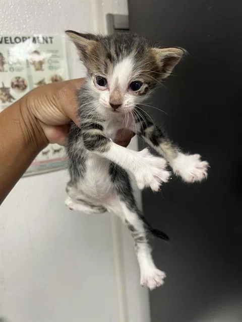 A baby small-sized male Domestic Short Hair cat named Beijing Beef for adoption in San Bernardino, CA