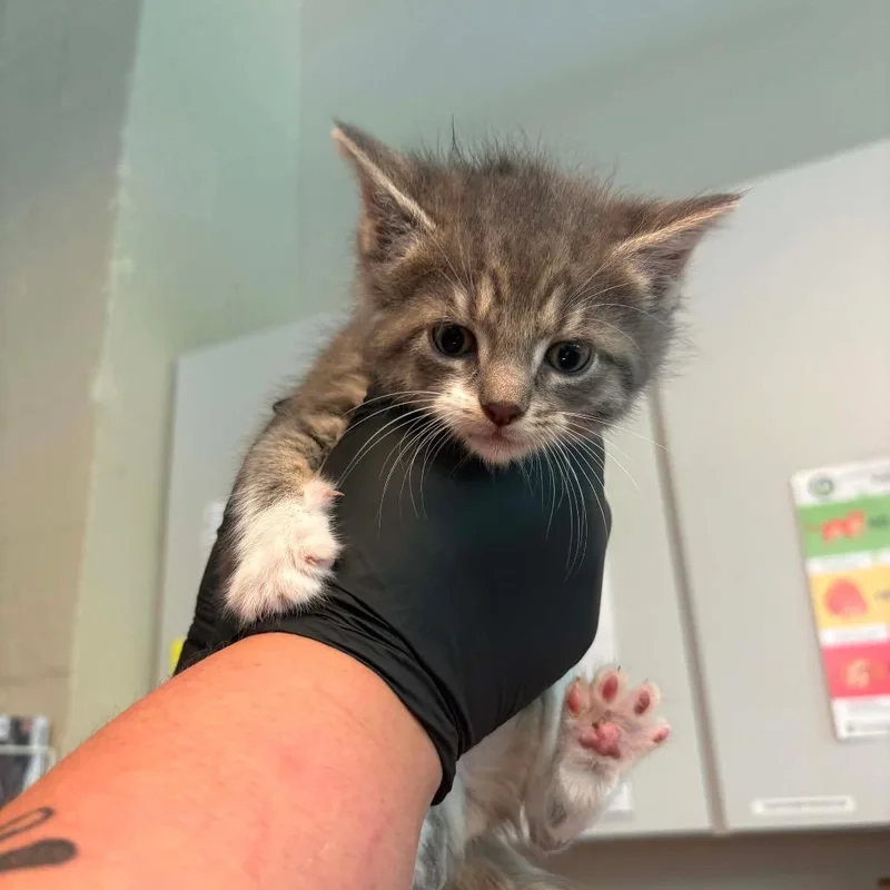 A baby small-sized female Gray / Blue / Silver Domestic Short Hair cat named Penelope for adoption in Huntington, WV