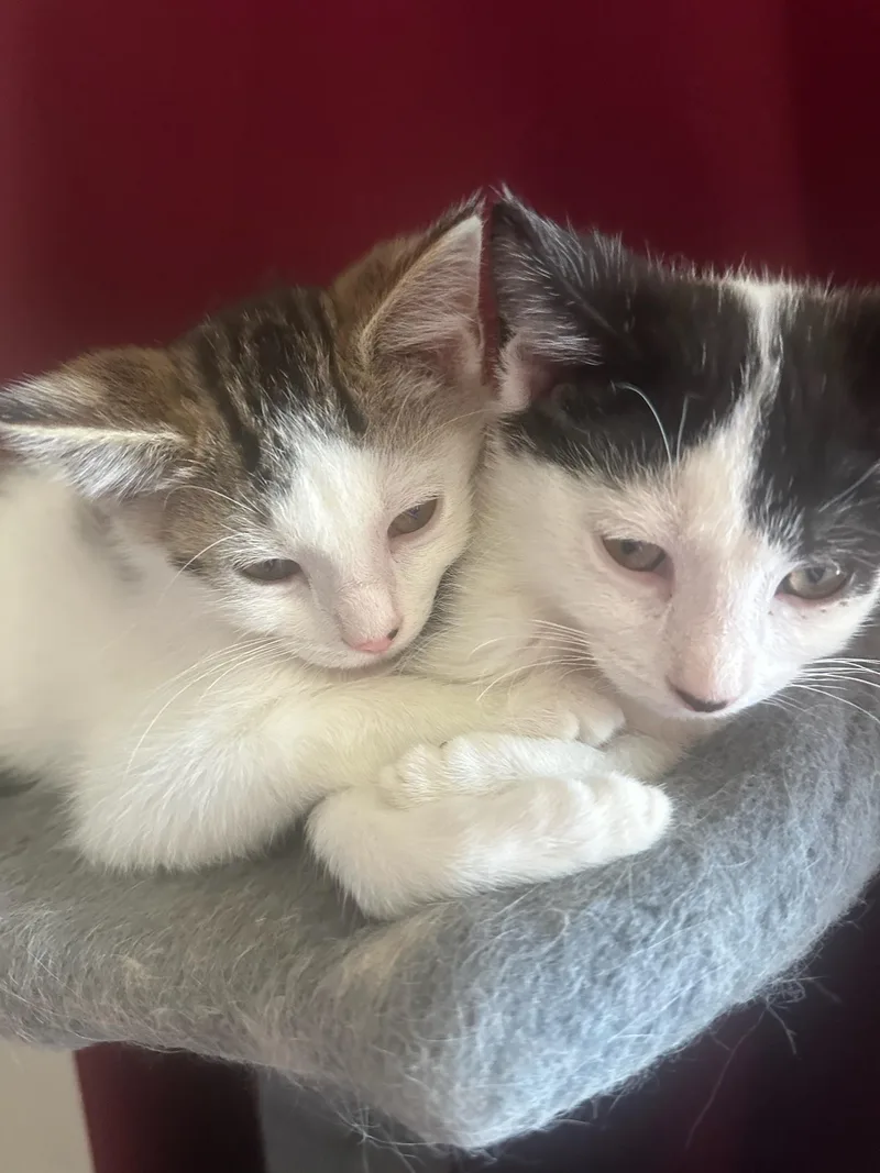 A baby small-sized male Black Domestic Short Hair cat named Mario and Carl for adoption in Hartville, OH