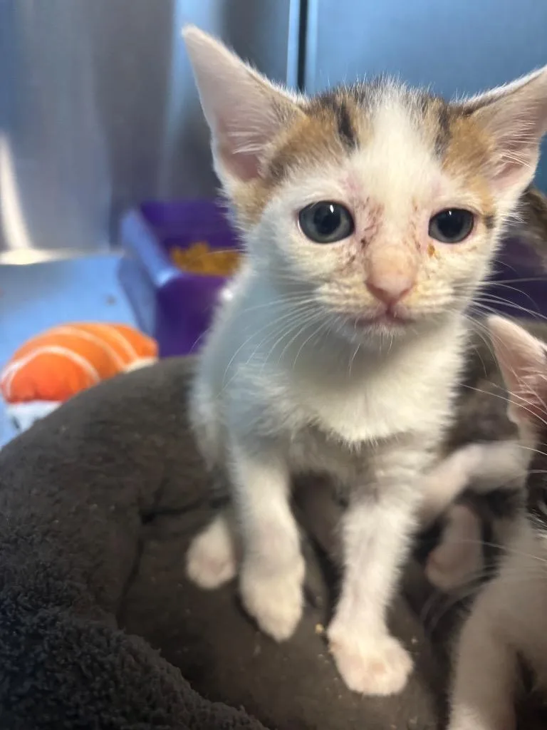 A baby large-sized female Domestic Short Hair cat named Luna for adoption in Metter, GA