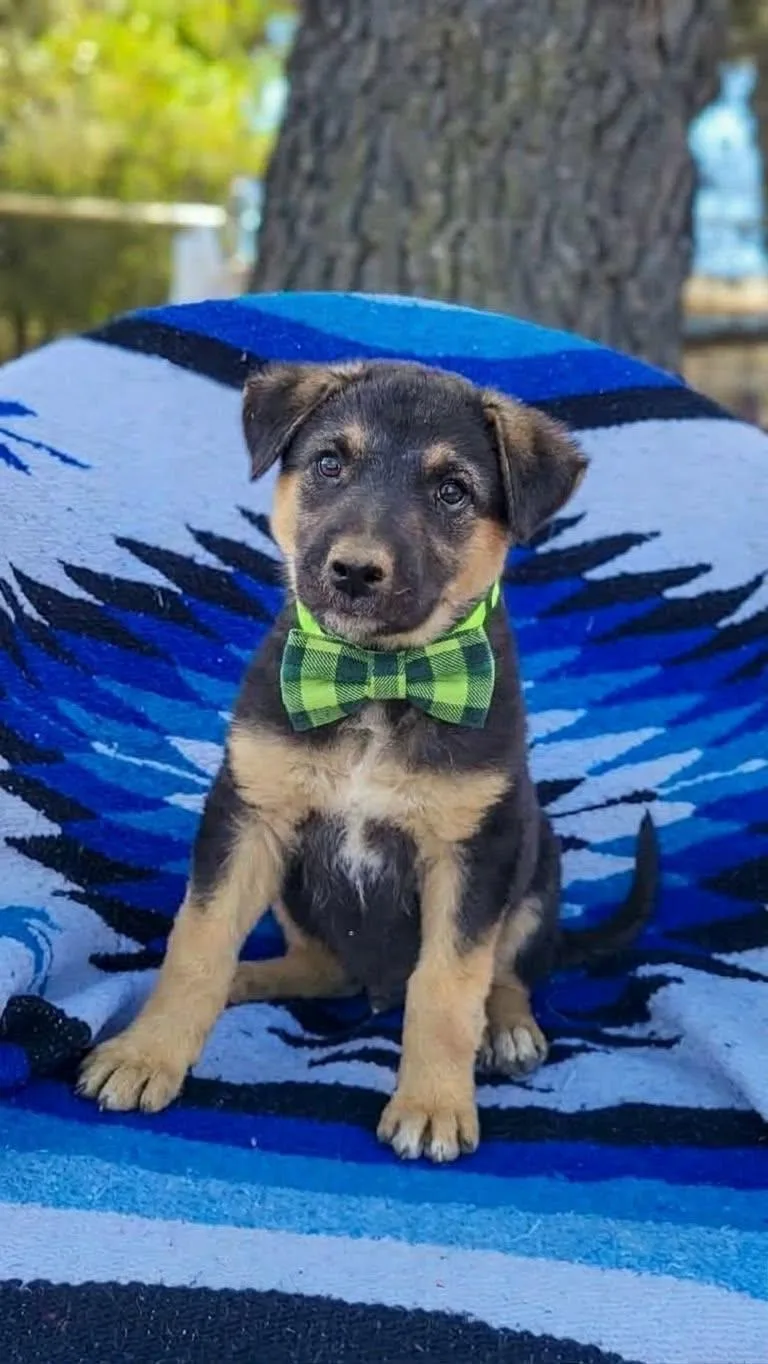 A baby large-sized male German Shepherd Dog dog named Mr. Potato for adoption in Anza, CA