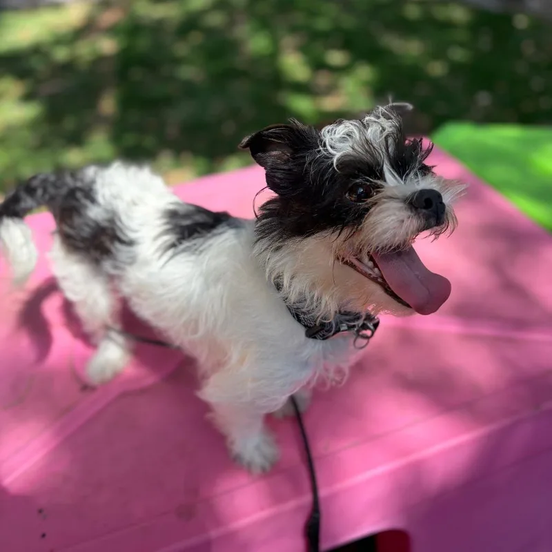 Milo