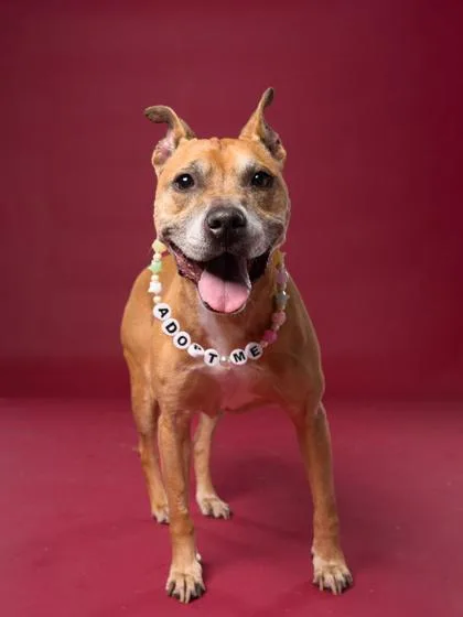 An adult medium-sized female Pit Bull Terrier dog named Jazz for adoption in Atlanta, GA