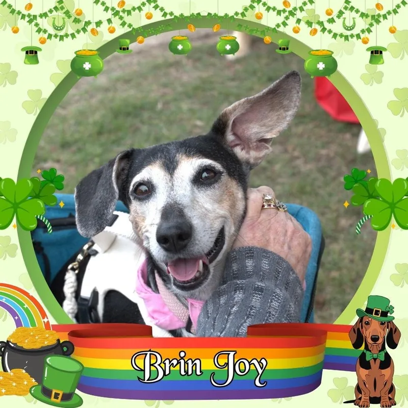 Brin Joy thumbnail 2