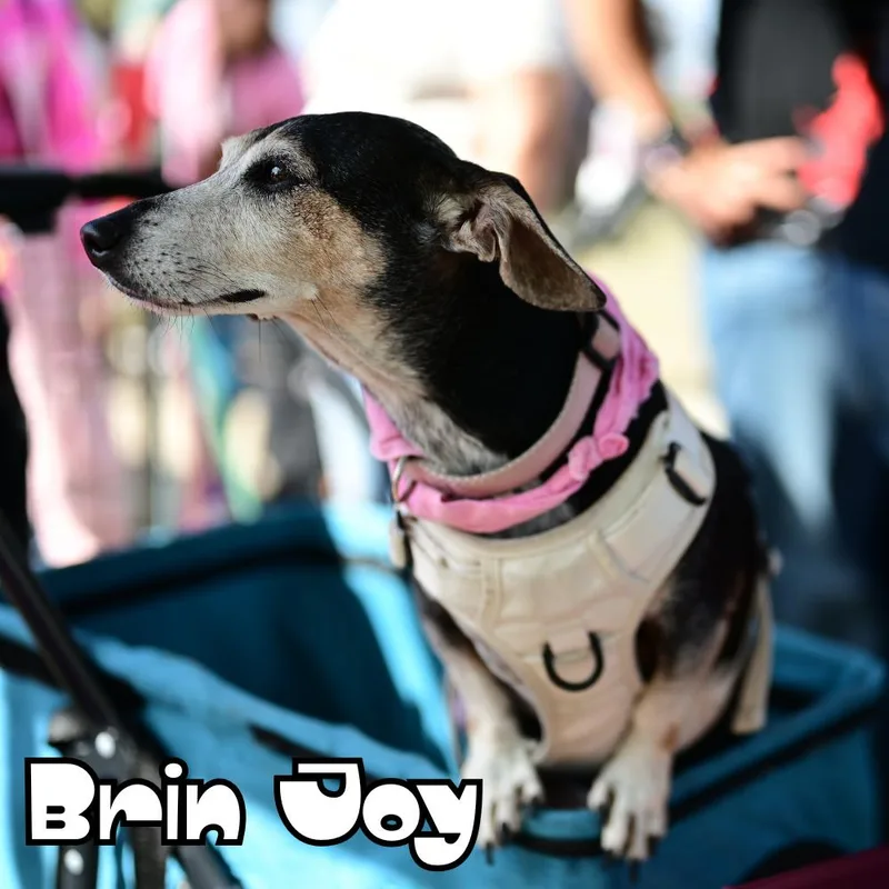 Brin Joy thumbnail 3