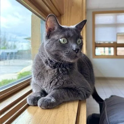 An adult large-sized male Domestic Short Hair cat named Sgt. Pepper for adoption in Traverse City, MI
