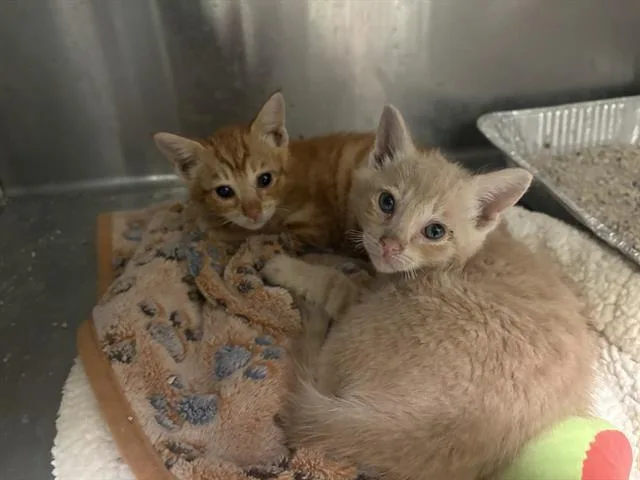 A baby small-sized female Domestic Short Hair cat named Katniss for adoption in Tustin, CA