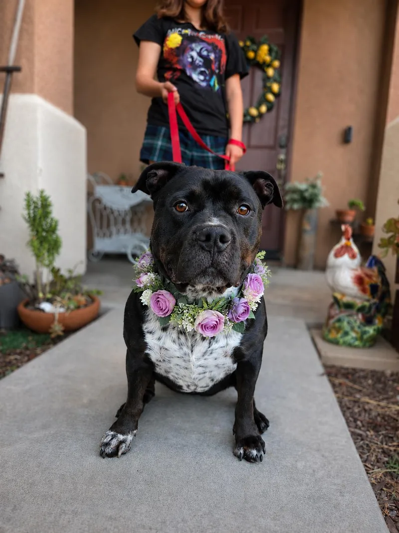 An adult medium-sized female Black Rottweiler dog named Delilah for adoption in Murrieta, CA