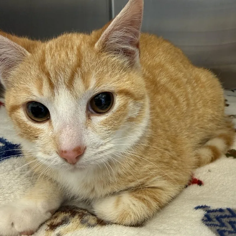 A young medium-sized male Orange / Red Domestic Short Hair cat named Tarragon for adoption in Gloucester, VA