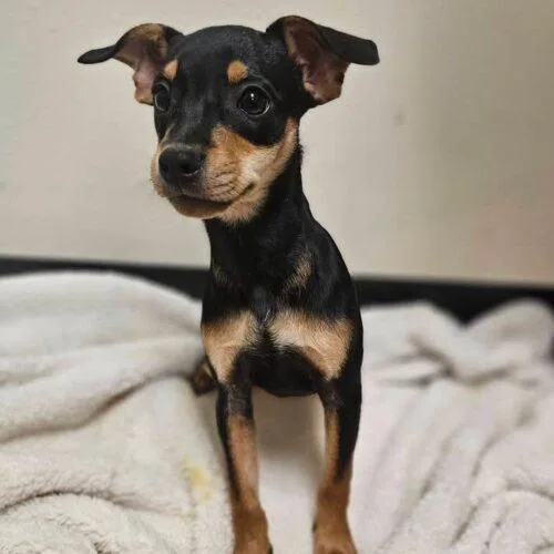 A baby small-sized female Bicolor Miniature Pinscher dog named Judie for adoption in Broken Arrow, OK