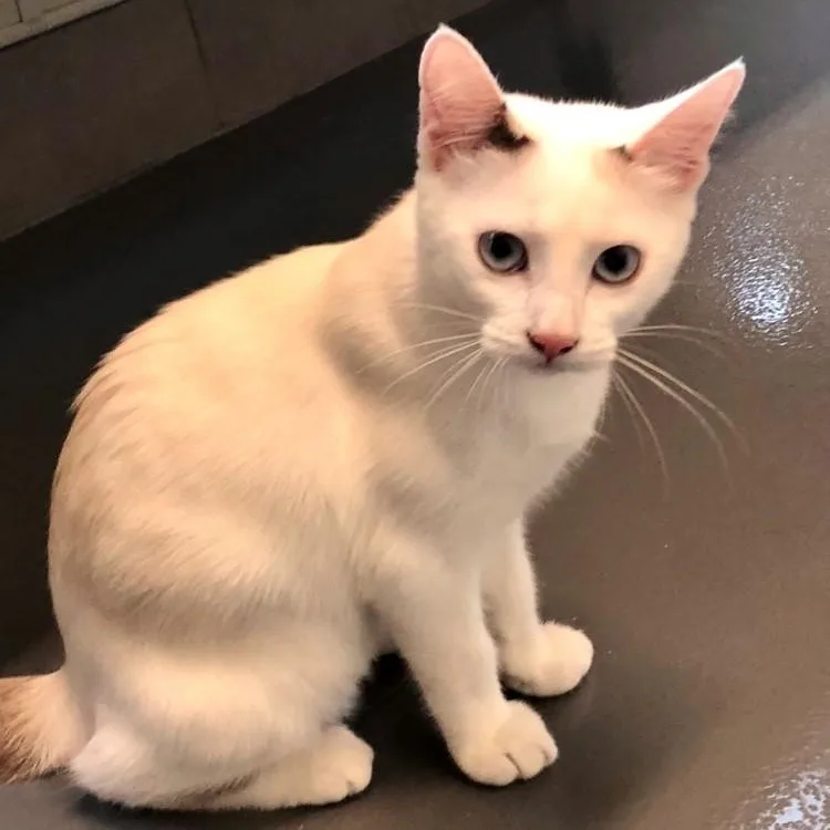 A baby large-sized female Domestic Short Hair cat named Eden for adoption in Lodi, CA