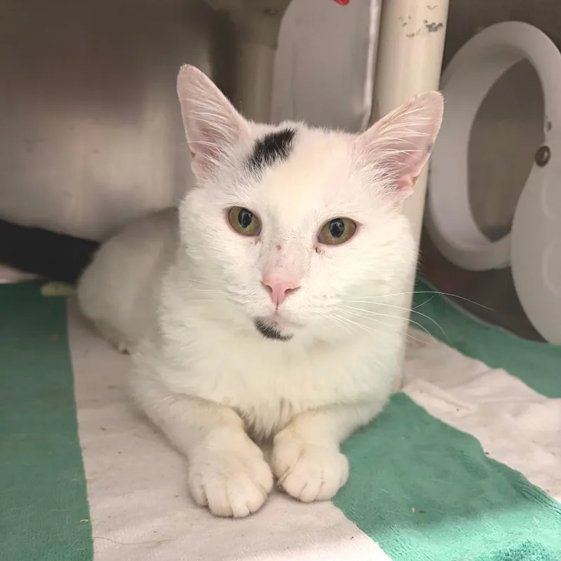 An adult medium-sized male White Domestic Short Hair cat named Macho Man for adoption in Marshall, VA
