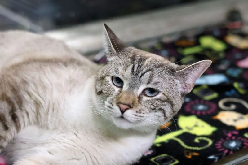 A young medium-sized female Siamese cat named Madge for adoption in Hot Springs, AR