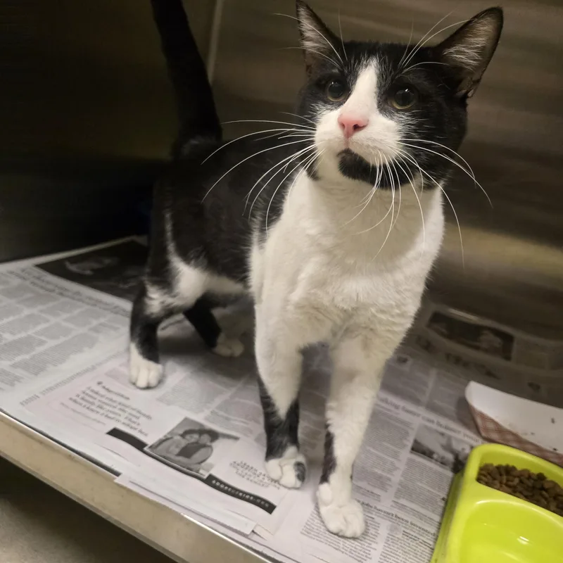 An adult medium-sized male Black & White / Tuxedo Domestic Short Hair cat named Tucker for adoption in Cicero, IL