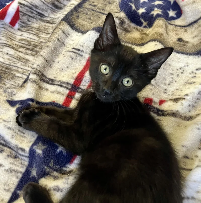 A baby medium-sized male Black Domestic Short Hair cat named Justice for adoption in Rocky Hill, CT