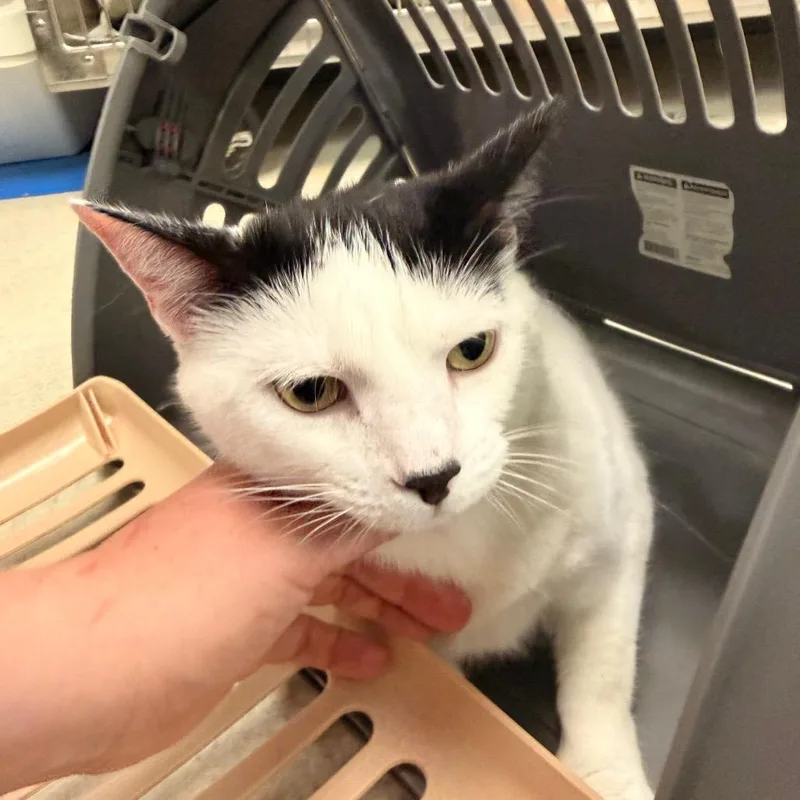 A baby large-sized female White Domestic Short Hair cat named Primrose for adoption in Indianapolis, IN