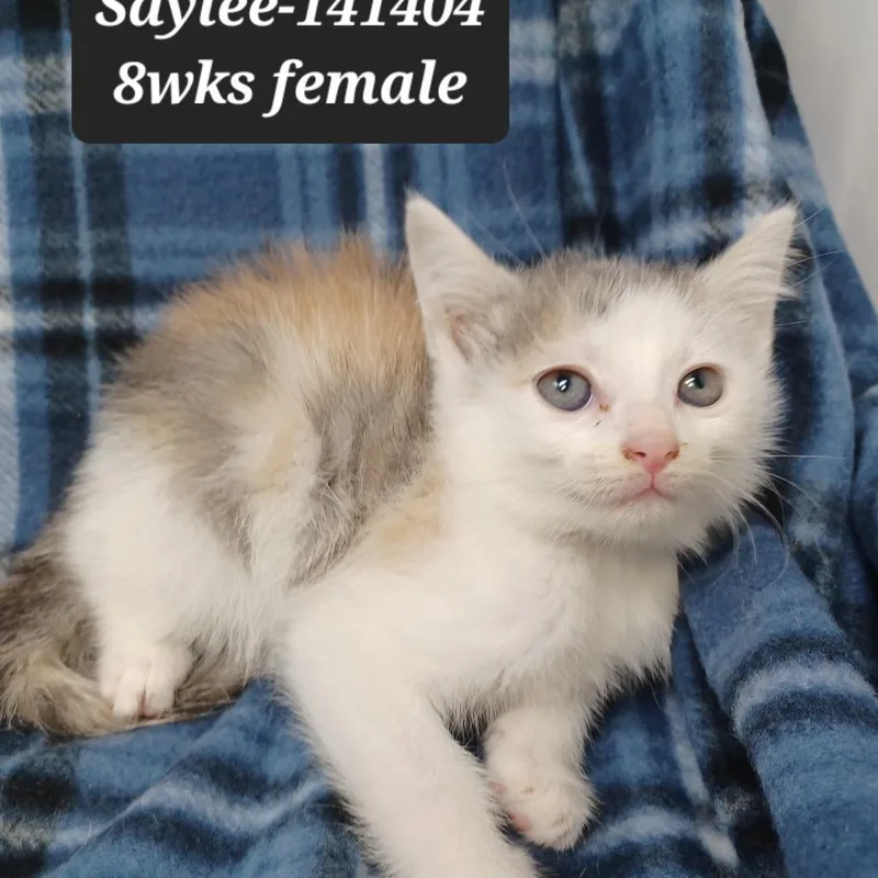A baby small-sized female Domestic Short Hair cat named Saylee for adoption in New Tazewell, TN