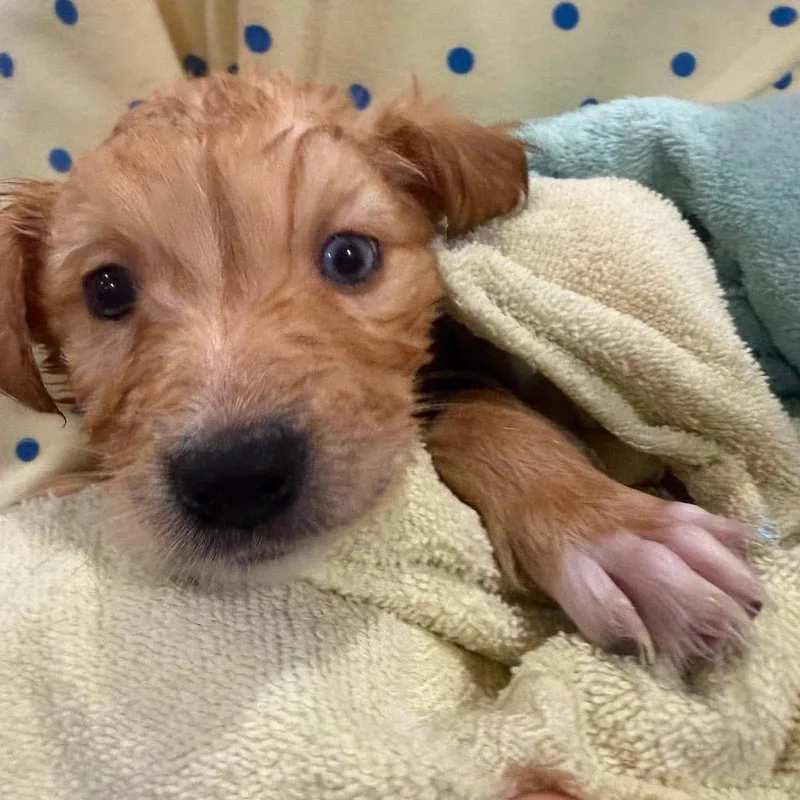 A baby medium-sized female Mixed Breed dog named Buttercup for adoption in Fredericksburg, VA