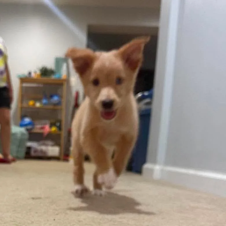 Buttercup thumbnail 3