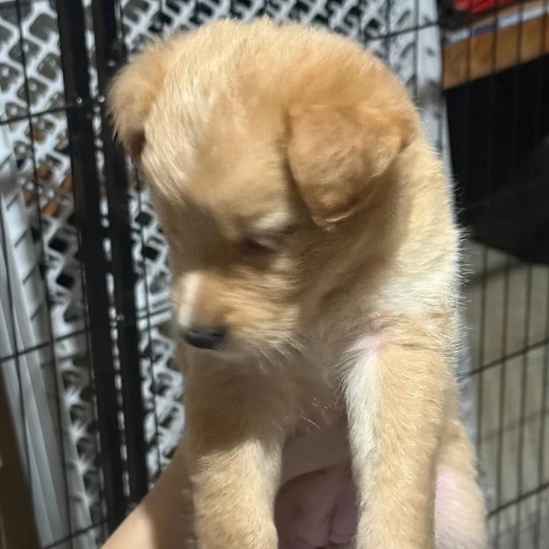 Buttercup thumbnail 4