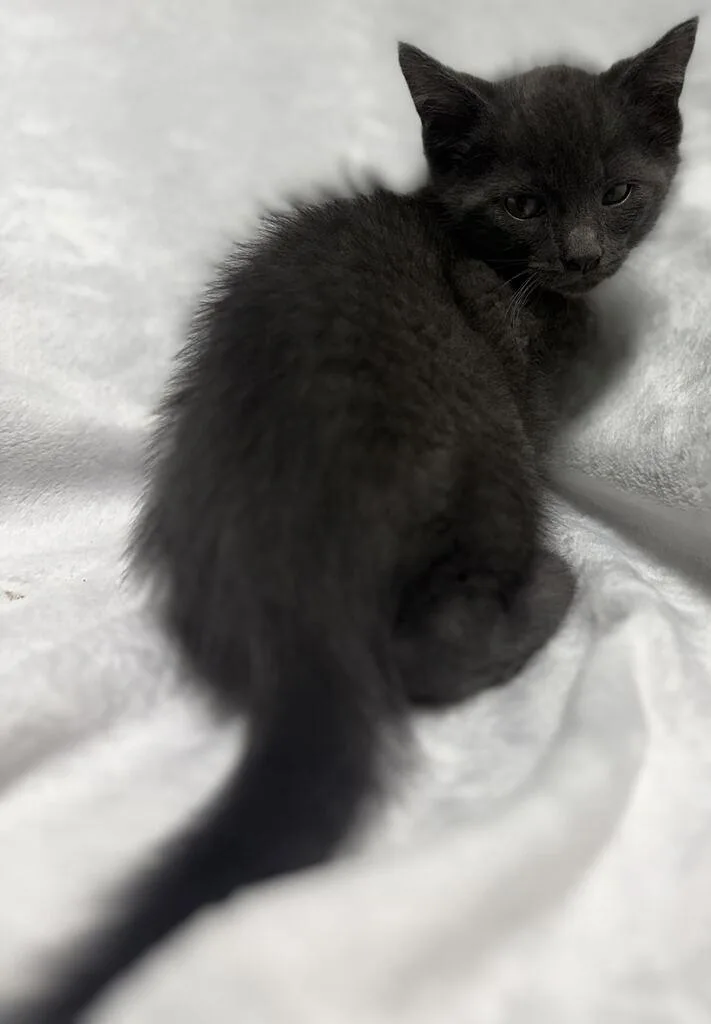 A baby medium-sized male Gray / Blue / Silver Domestic Medium Hair cat named Earl Gray for adoption in Jackson, MI