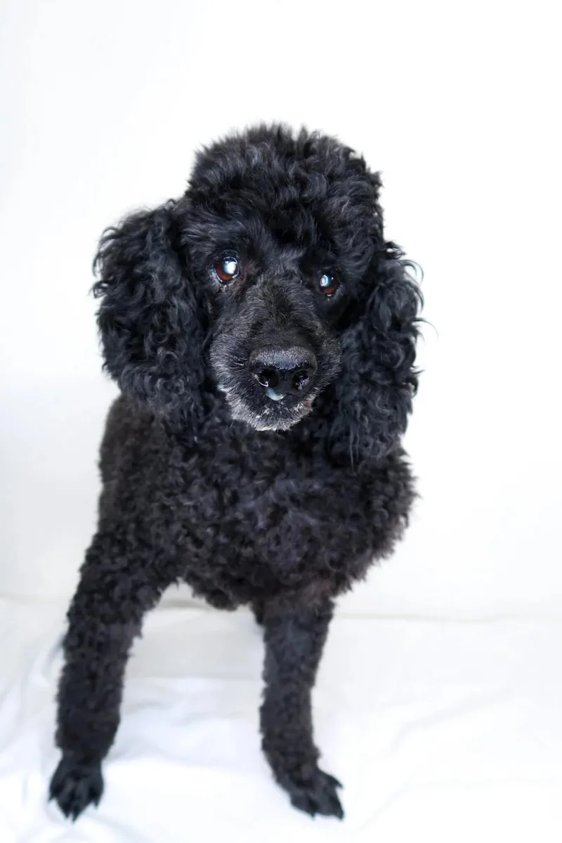 A senior small-sized male Black Miniature Poodle dog named Louie for adoption in Bixby, OK