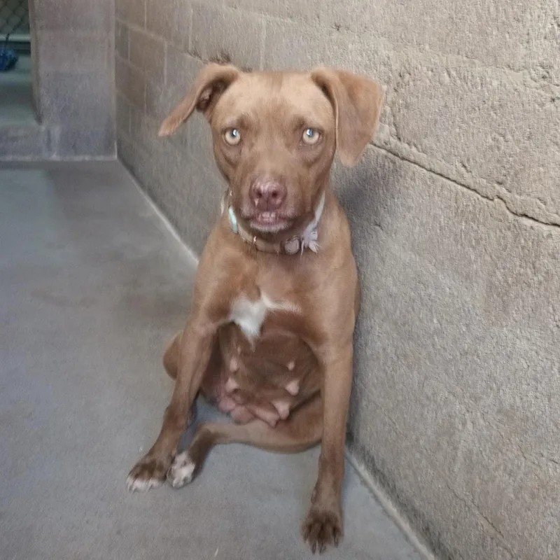 An adult small-sized female Brown / Chocolate Retriever dog named Helen for adoption in Casa Grande, AZ