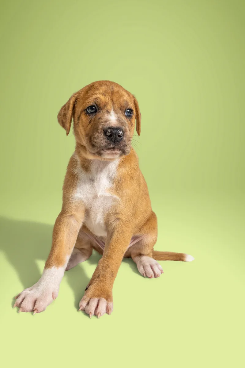 A baby large-sized male Golden Boxer dog named Wesley for adoption in Simsbury, CT